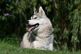 SIBERIAN HUSKY 935